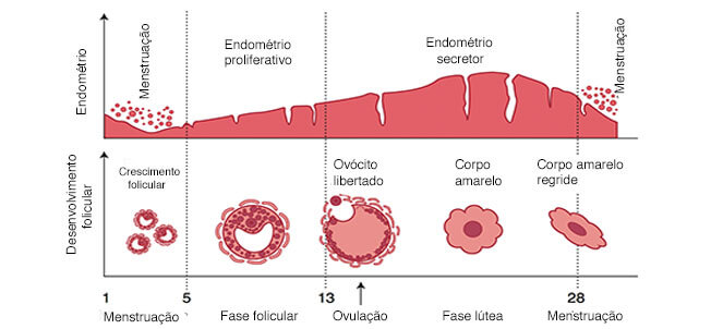 ciclo-mentrual-veja-todas-as-fases-do-ciclo